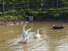 -前小桔亲子创意农场·草莓采摘·露营烧烤