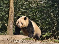 -中国大熊猫保护研究中心雅安碧峰峡基地