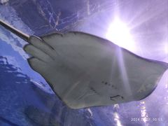 -芜湖新华联大白鲸海洋公园