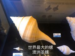 -贝壳梦幻世界