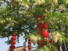 -大槐树寻根祭祖园