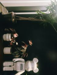 -玛莲朵·海菲秀冰珀科