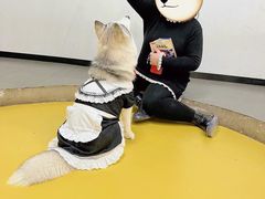 -Husky Go! 哈士奇体验馆·宠物咖啡厅狗咖