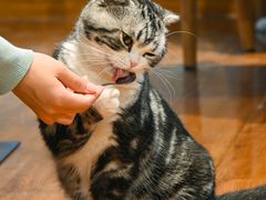 -绒爪撸猫下午茶·猫咖