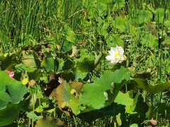 -野鸭湖国家湿地公园