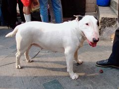-黄胜记鼓浪屿肉松店(龙头路店)