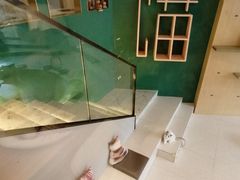 -飞行喵MR PILOT|猫舍·猫咖(静安大融城店)