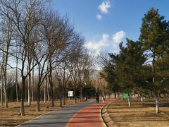 -大兴滨河森林公园