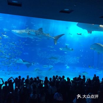 冲绳美丽海水族馆。适合亲子游，可以说这家水族馆是日本