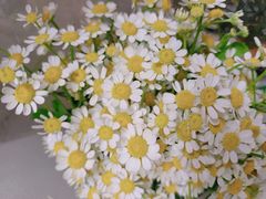 -循礼门鲜花花市(武汉循礼门店)