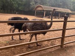 -秦皇岛野生动物园