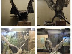 -陕西自然博物馆