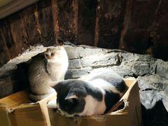 -猫色咖啡·猫咖