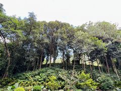 -深圳仙湖植物园
