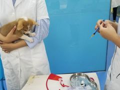 -佳怡动物医院·平价24小时·猫专科骨外科