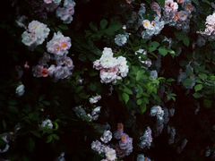 -白鹭湾湿地公园