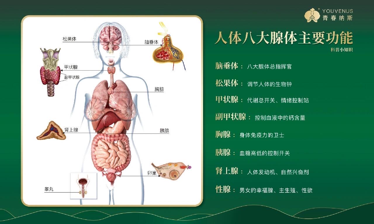 人体八大腺体准确位置图片