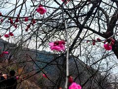 -新建村梅花