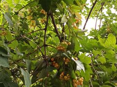 -黑龙江省森林植物园