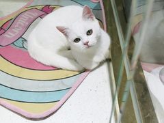 -糯米喵星人总部直营旗舰店·猫舍·幼猫出售