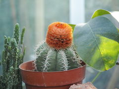 -国家植物园南园