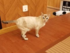 -MOCHA明星猫咖(田子坊店)