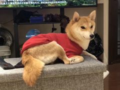 -逗柴咖啡屋·狗咖猫咖宠物桌游