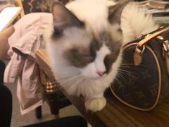 -猫色咖啡·猫咖