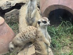 -大连森林动物园