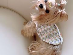 -萌宠之家·腊肠犬·马尔泰·小体犬舍