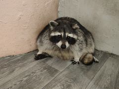 -浣熊柯尔鸭土拨鼠·电玩咖