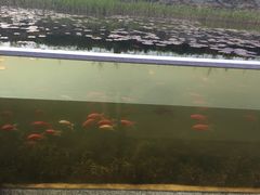 -红莲湖