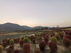 -径山花海
