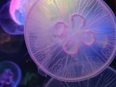 -太平洋海底世界