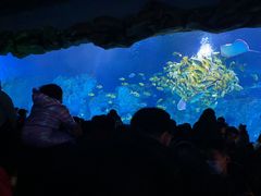 -芜湖新华联大白鲸海洋公园