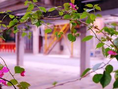 -珠江琶醍
