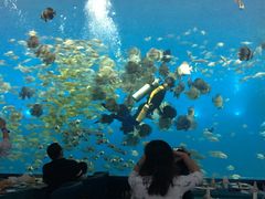 -瑞德姆美人鱼海底演艺主题餐厅(亚龙湾店)