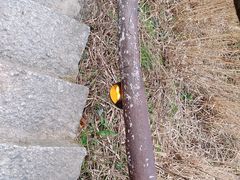 -萍乡武功山风景名胜区