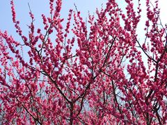 -梅花山(明孝陵内)