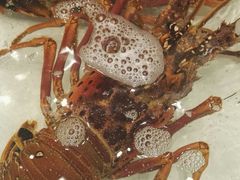 -万龙洲海鲜(大兴绿地缤纷城店)