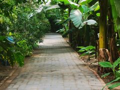 -呀路古热带植物园