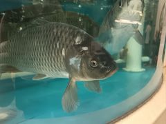 -津悦·正阳春烤鸭(红旗南路店)