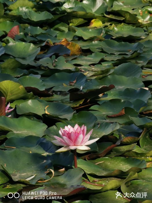郑东新区湿地公园图片