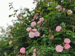 -龙寺生态园