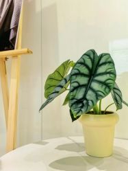 -安那般那皮肤年轻化ANAPANA