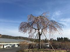 -轻井泽王子购物广场