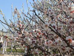-苏州上方山国家森林公园
