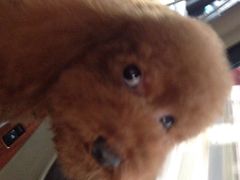 爱侣宠物医院(灵石路总院)-爱侣宠医·鹦鹉专科·小型哺乳类·异宠专科(灵石路店)