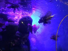 -暹罗海洋世界