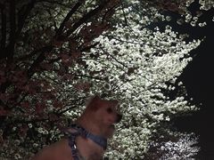 -高东镇樱花园